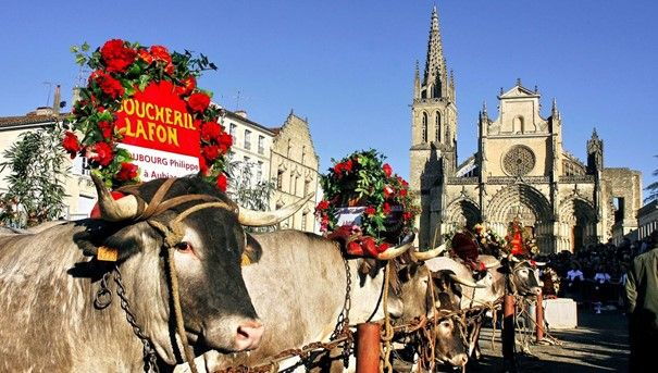 Bazas celebra gli impressionanti buoi | foto: francebleu.fr