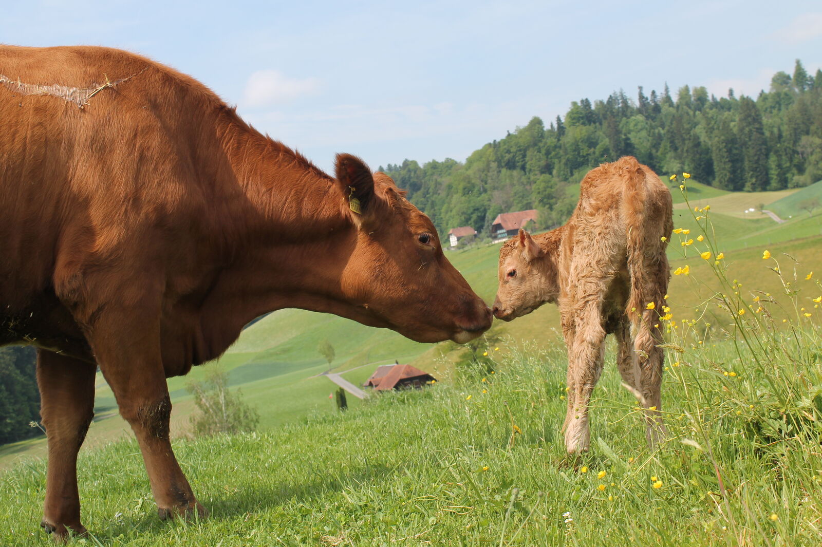 Bovino da carne della razza Limousin con vitello | Foto: Ulrich Steiner