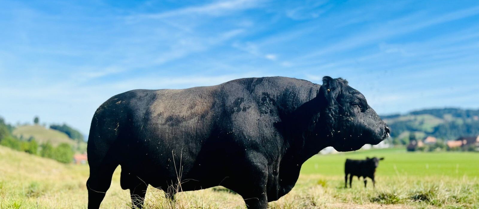 Blackangus Stier mit Nasenring auf der Alpweide
