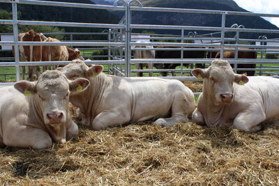Tori Charolais dello stand beef.ch a Madulain