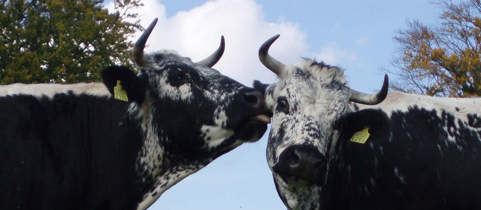 Wagyu - die japanische Fleischrinderrasse mit dem zarten Rindfleisch