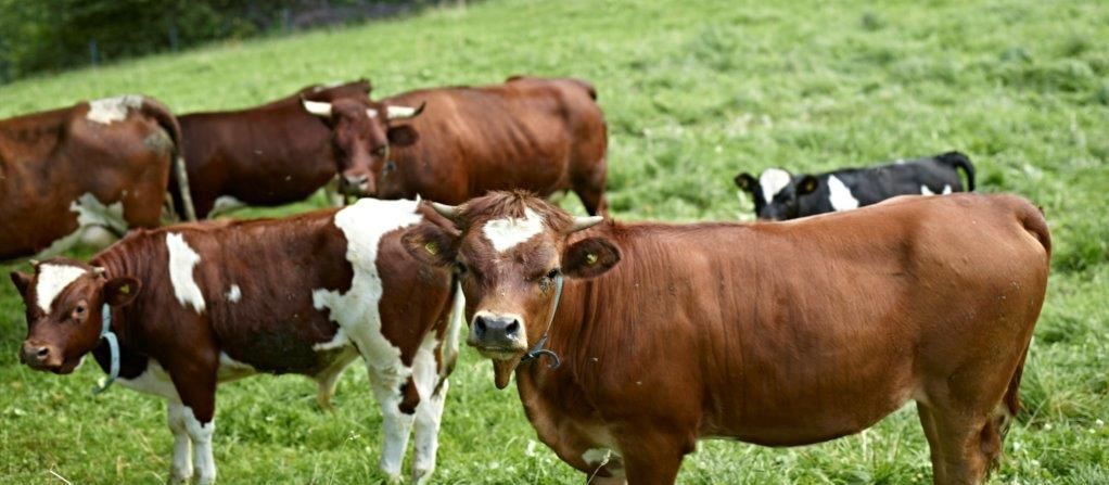 Evolèner auf der Weide