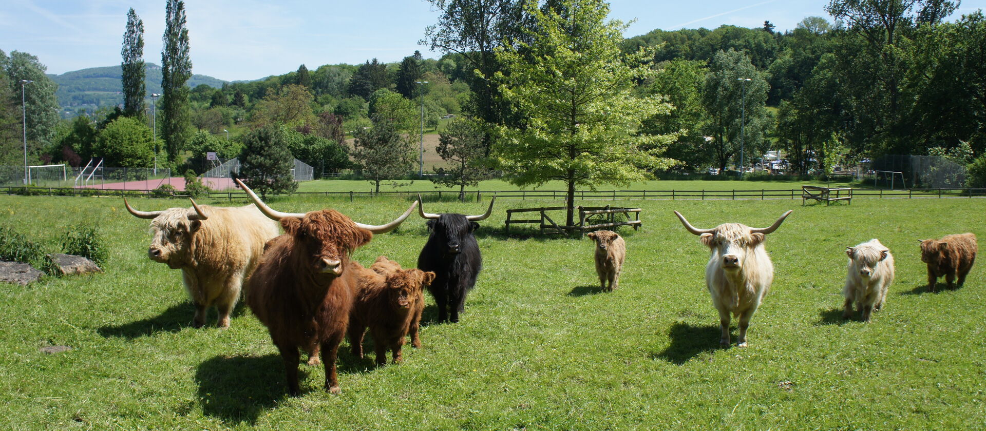 Mandria di bovini delle Highlands al pascolo | Foto: Walter Schluep