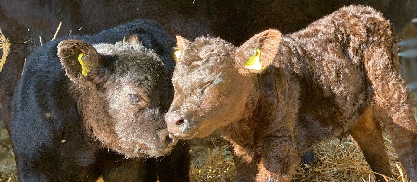 Come la Angus, anche la Lowline ha mantello nero o rossiccio