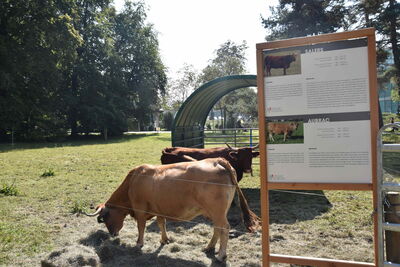 Esposizione di animali a Brugg-Windisch durante l'evento beef.ch | Foto: Franziska Schawalder
