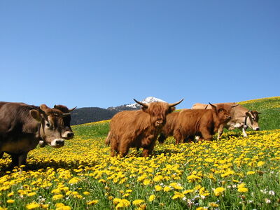 Una mandria di vacche madri in un meraviglioso mare di fiori gialli