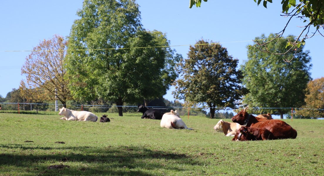 Mucche nutrici e vitelli di diverse razze al pascolo.
