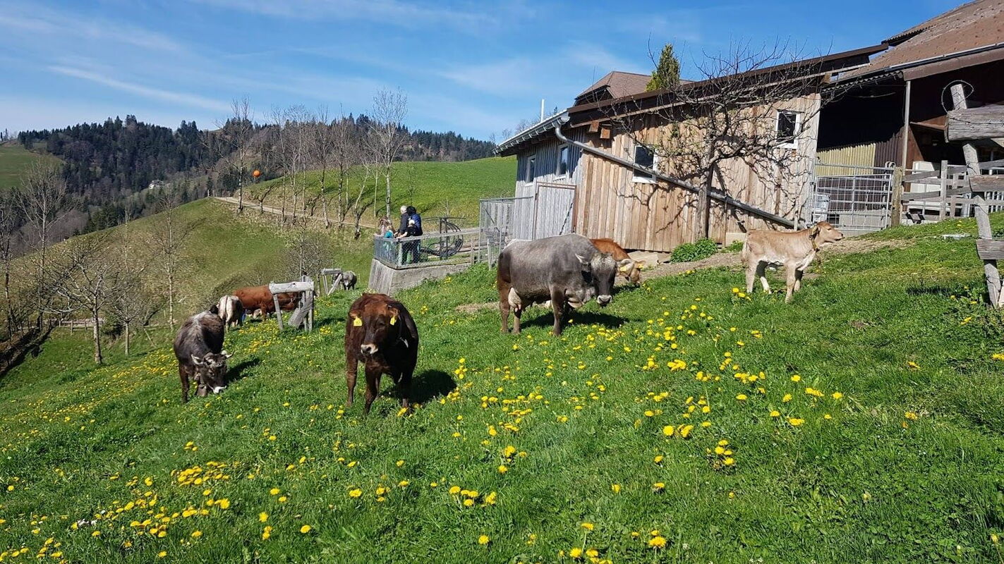 I sentieri escursionistici attraversano la tipica campagna di Freiberg, con alcuni percorsi che attraversano pascoli.