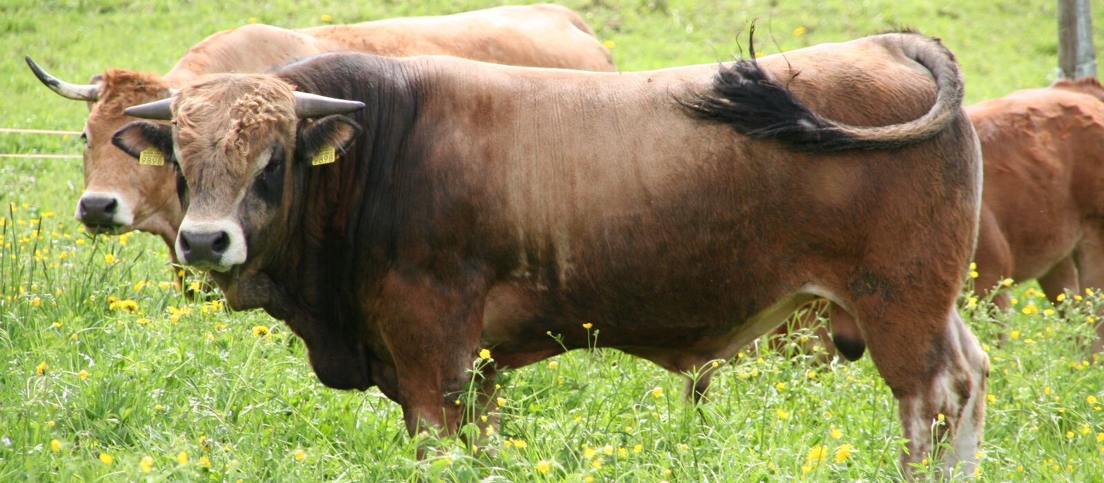 Toro della razza Aubrac al pascolo