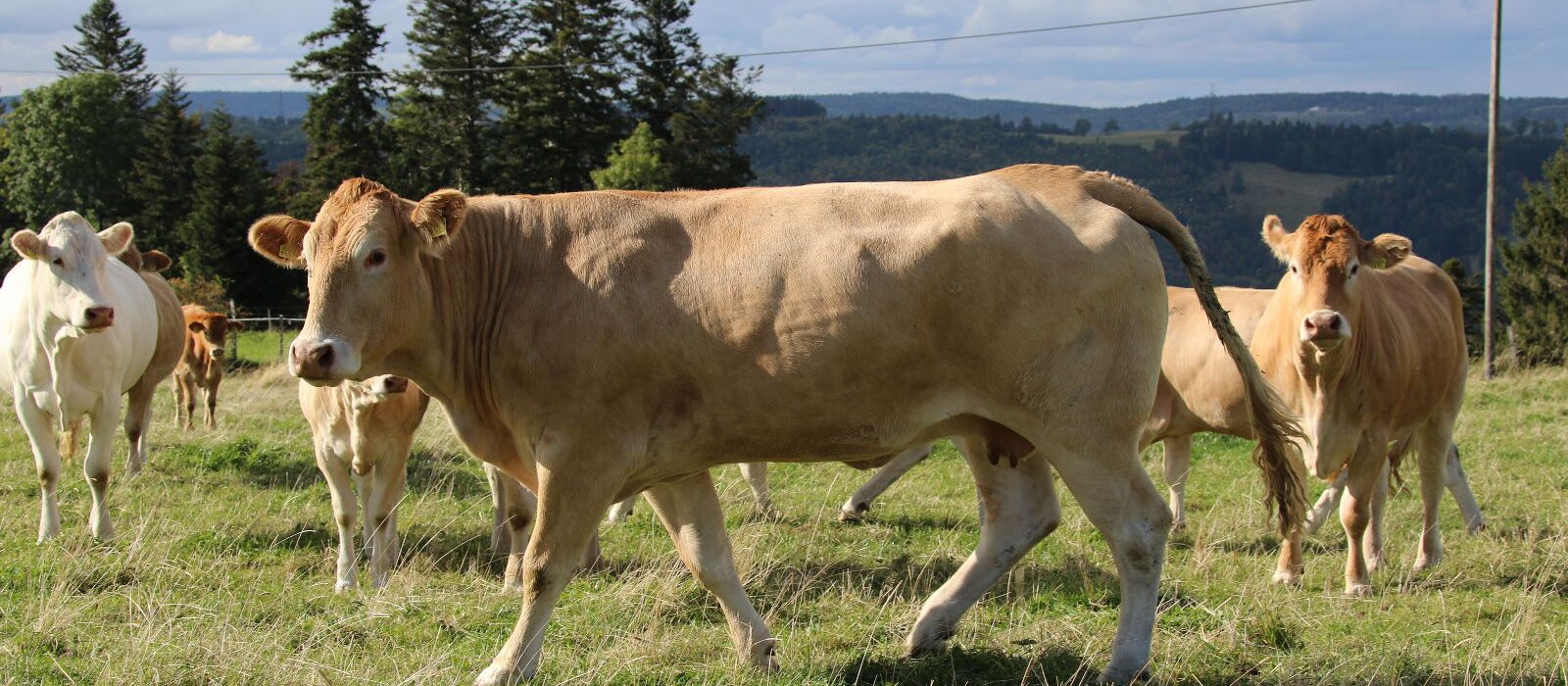 Bovini Blonde d'Aquitaine al pascolo