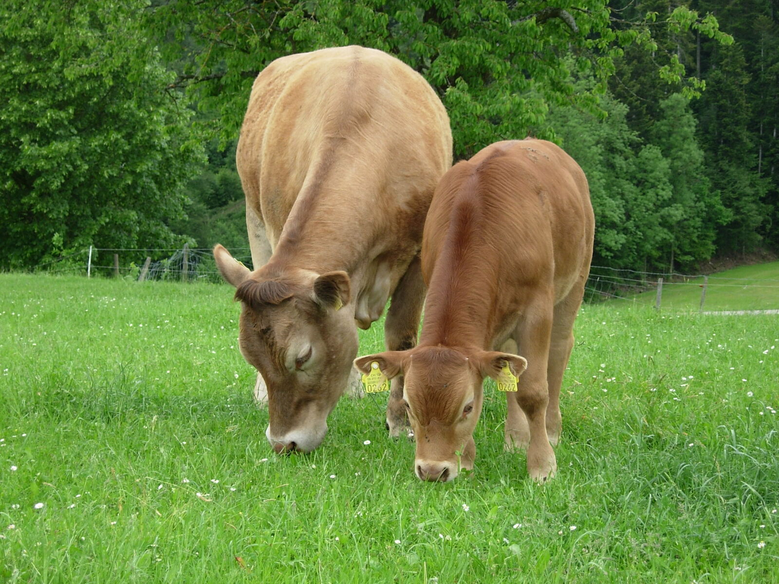 Bovini Limousin al pascolo | Foto: Steiner