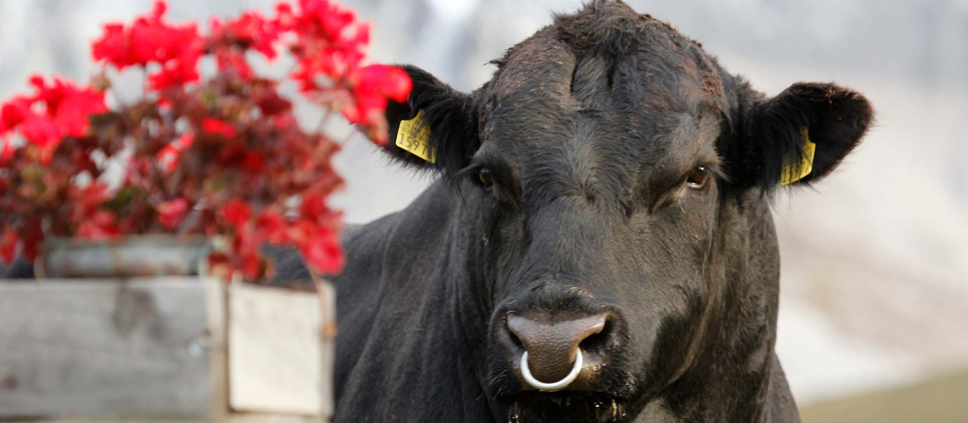 Toro Black Angus con anello al naso in alpeggio