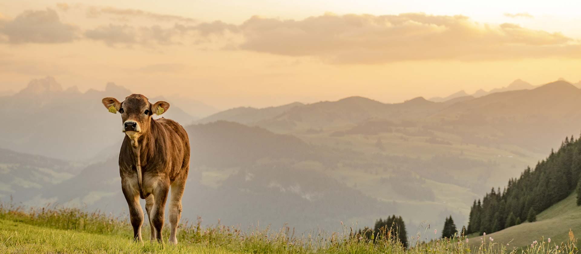 Natura-Veal-auf-Alpweide