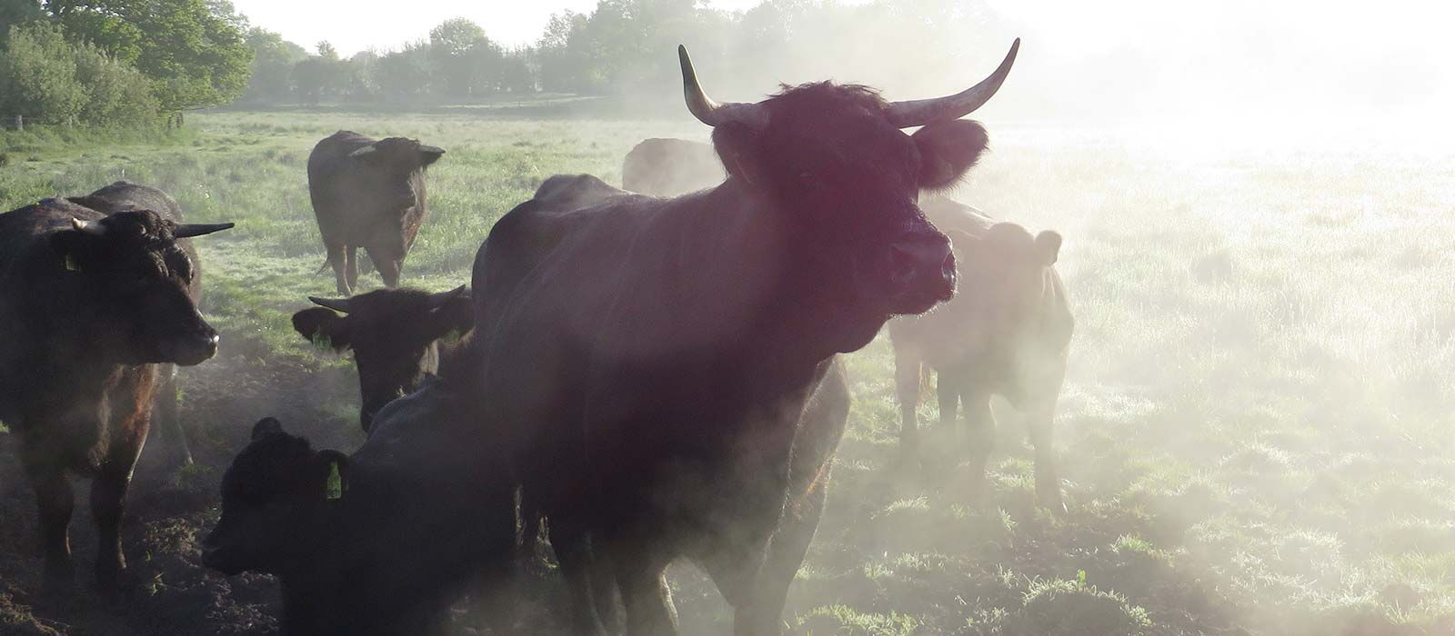 Welshblack Mutterkuh auf der Weide im NEbel