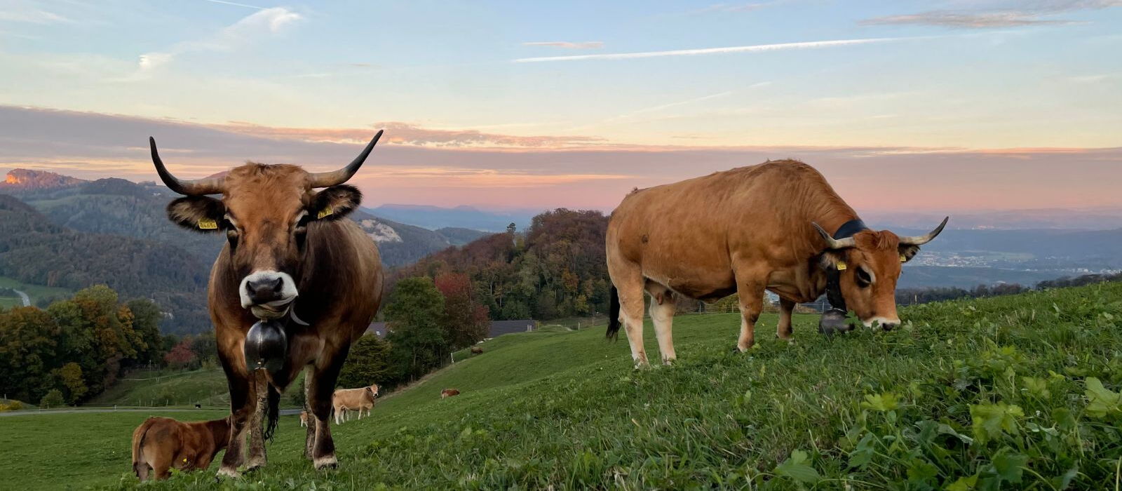 Bestiame abrac con campanacci al pascolo