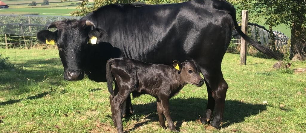 Mucca del Dahomey e il suo vitello