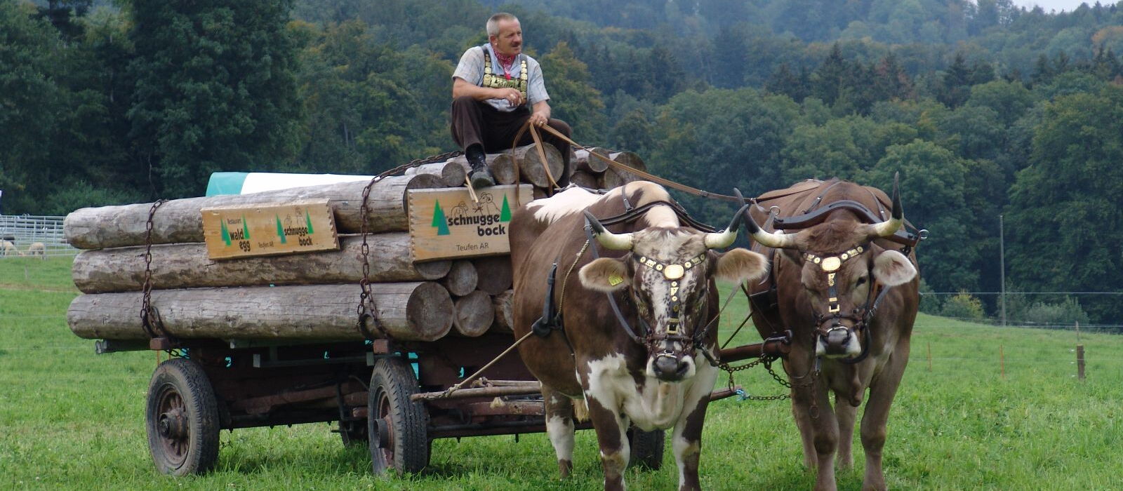 Una squadra di buoi davanti a un carro con tronchi d'albero. I buoi hanno cavezze dorate. Un uomo in costume da lavoro è seduto sul carro.