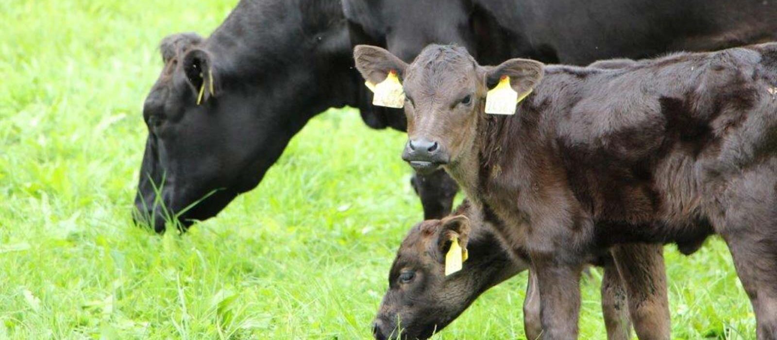 Wagyu - die japanische Fleischrinderrasse mit dem zarten Rindfleisch