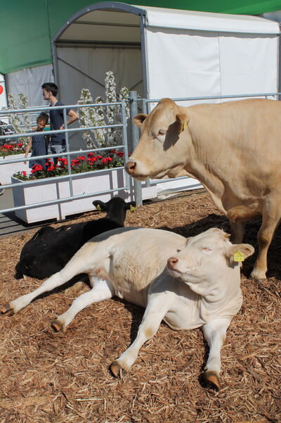 Animali da esposizione della razza Blonde d'Aquitaine alla BEA | Foto: Ulrich Steiner