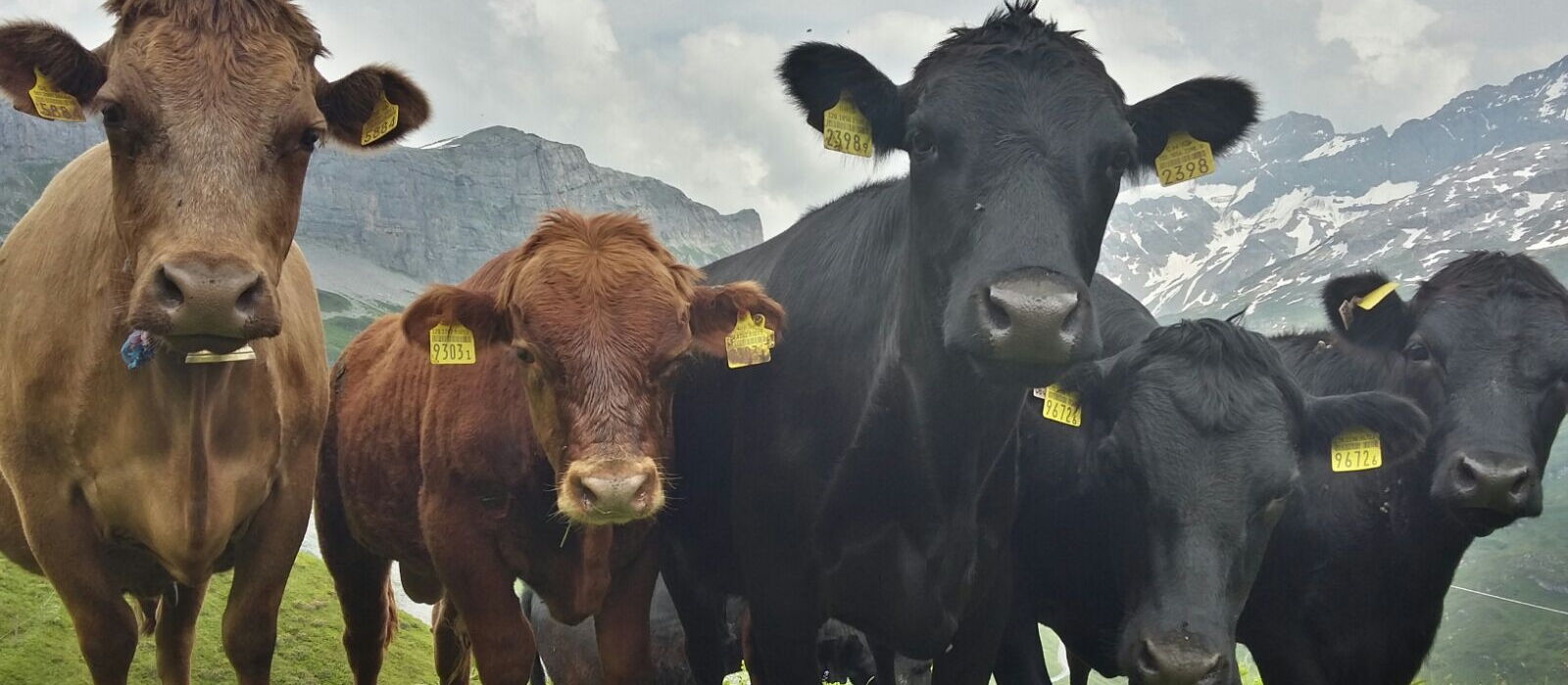 La mucca Dexter