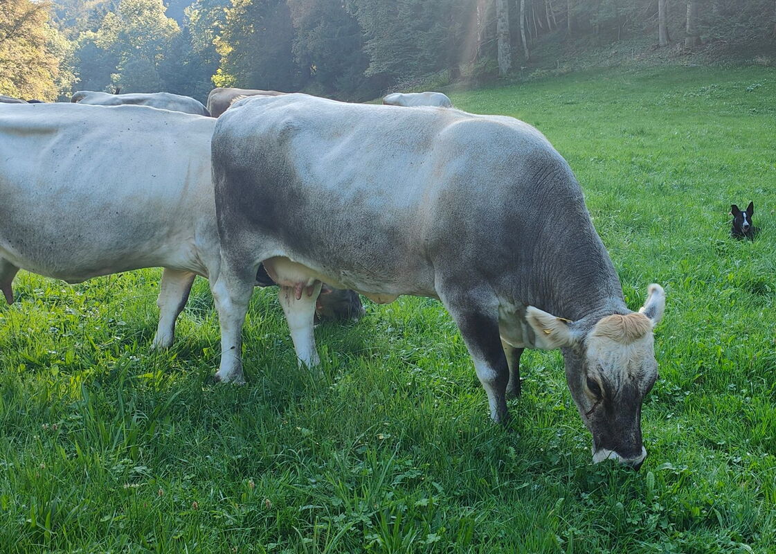 Vacca nutrice grigia che mangia l'erba, sullo sfondo altre mucche e un cane
