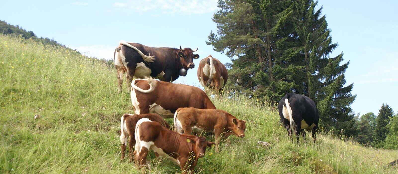 Tux Zillerrinder auf einer Alpweide geniessen den Auslauf in Gras.