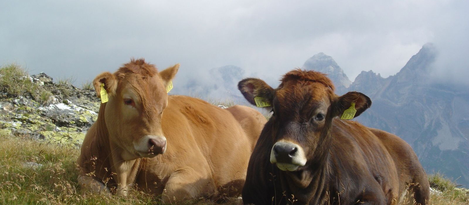 Due bovini sdraiati su un pascolo alpino con montagne nuvolose sullo sfondo