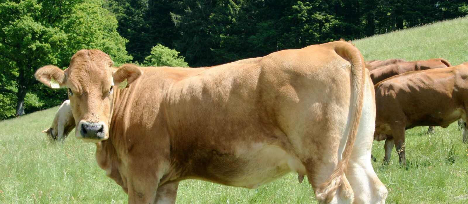 Bovini gialli nella mandria nutrice
