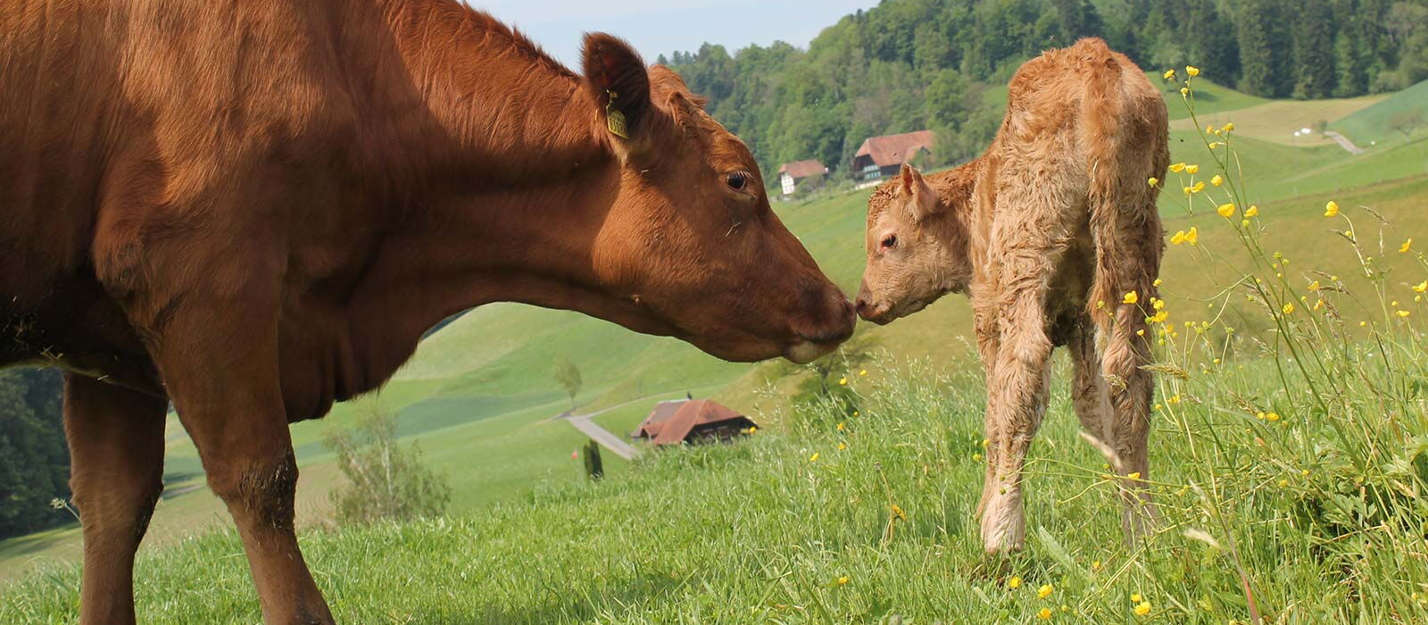 Natura-Veal
