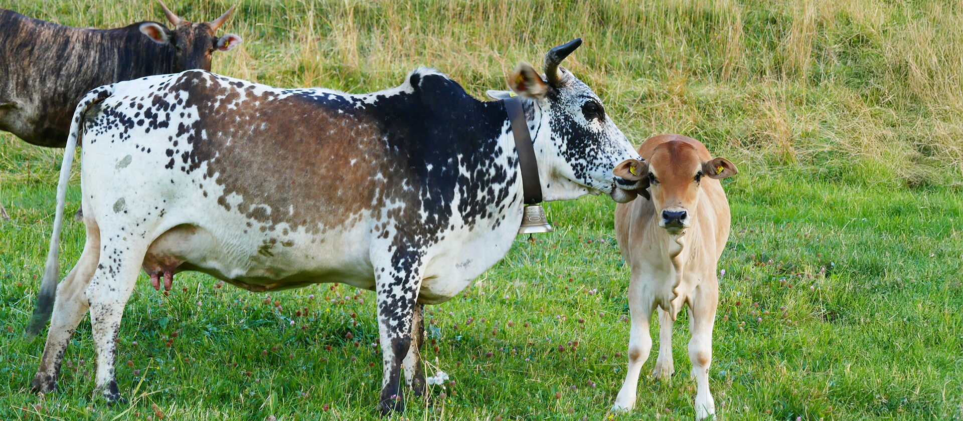 Blackangus Stier mit Nasenring auf der Alpweide