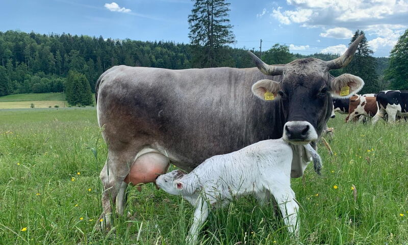 Vacca madre grigia al pascolo allatta il piccolo vitello