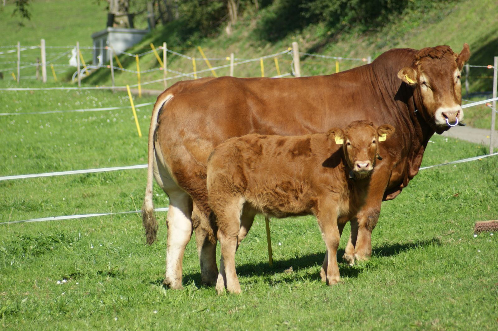 Due capi Natura-Beef su tre discendono direttamente da un toro di razza Limousine. Spesso il padre vive direttamente con il resto della mandria e il vitellino cresce in un quadro famigliare assolutamente naturale. (Foto: Anita Burri)