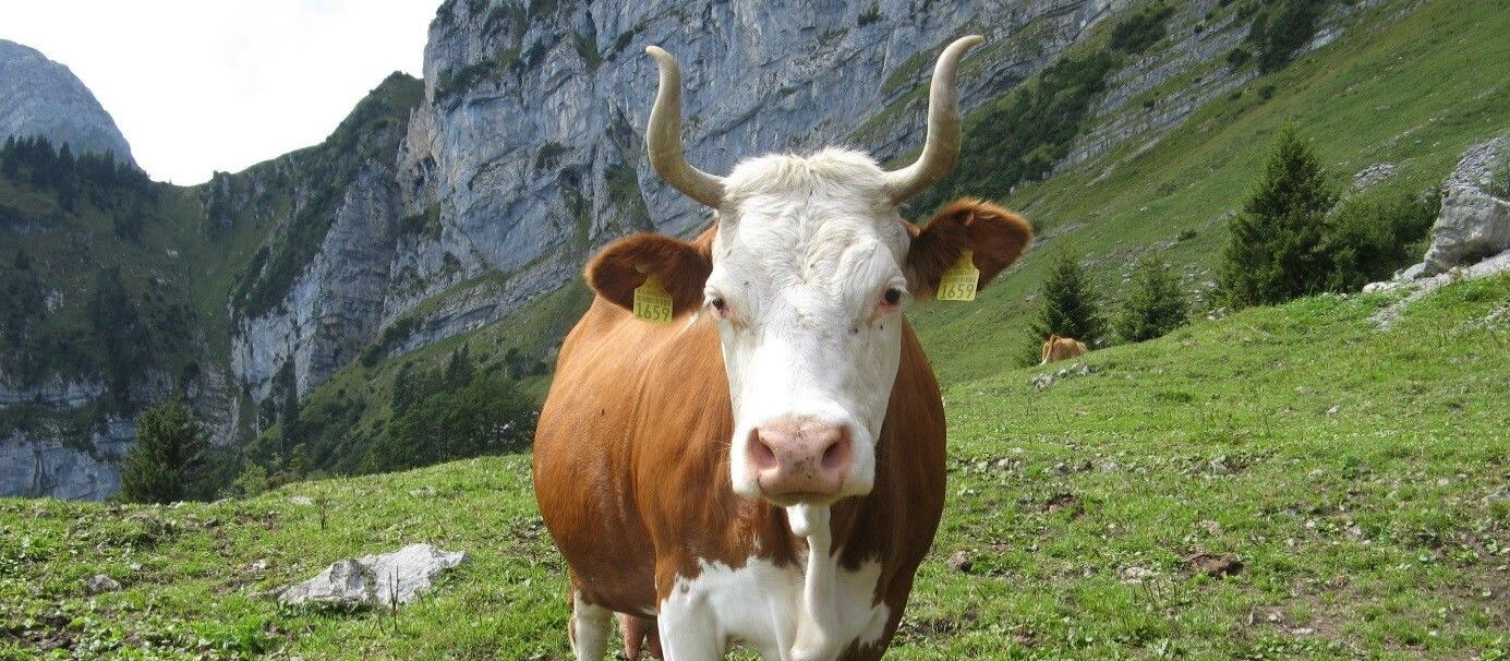 La Hinterwälder è una razza bovina tedesca, originaria della Foresta Nera meridionale.