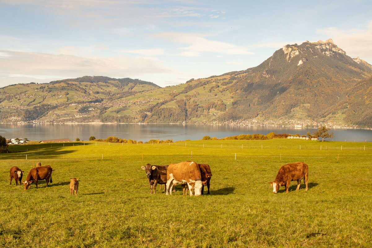 Mucche nutrici e vitelli al pascolo, lago e montagne sullo sfondo.