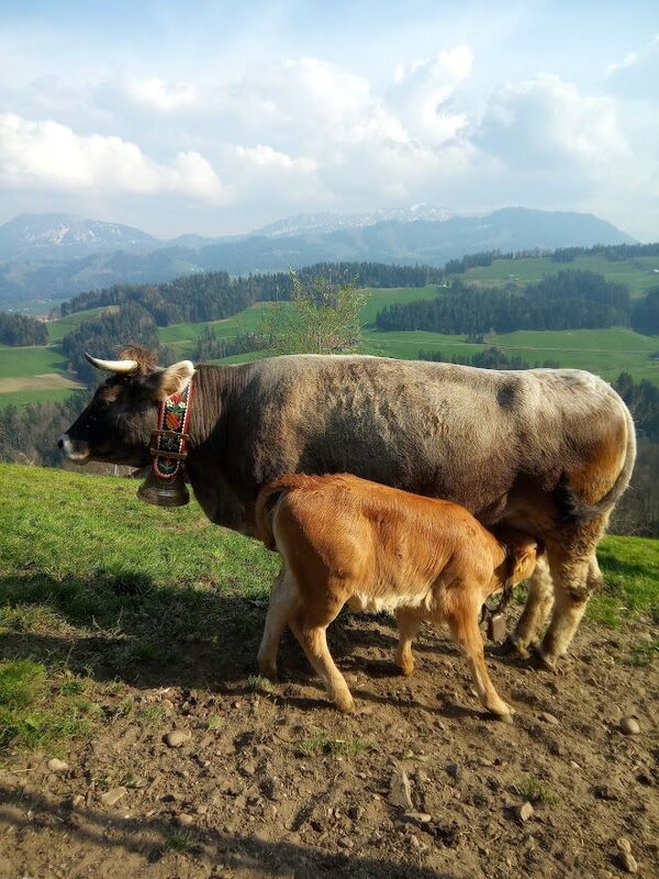 Vacca nutrice bruna con il suo vitello.