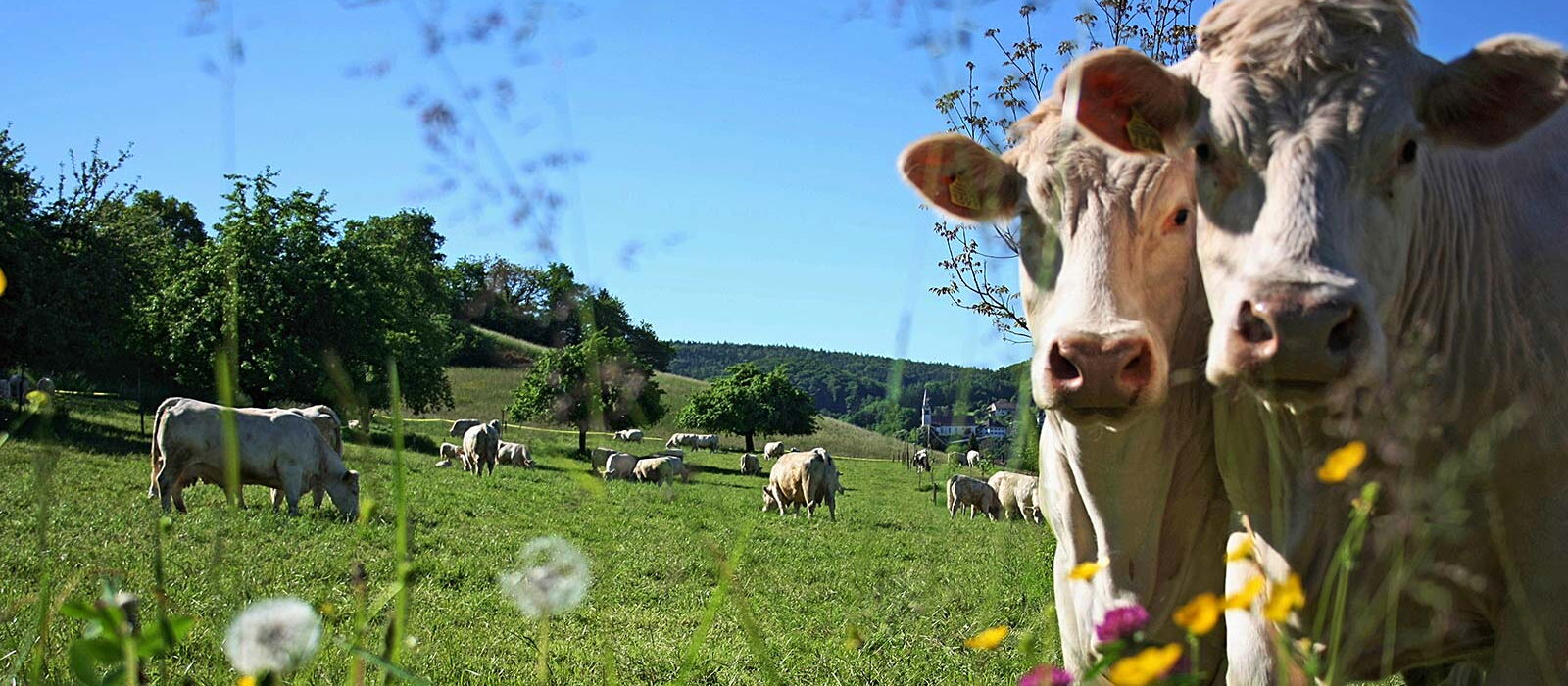 Vacche Charolais al pascolo