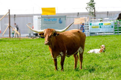 Vacca madre Texas Longhorn con il suo vitello durante un evento organizzato da beef.ch | Foto: R. Ebnöther