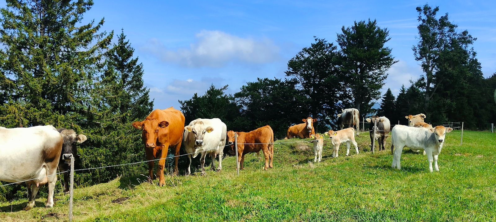 Mucche madri con vitelli al pascolo su una collina