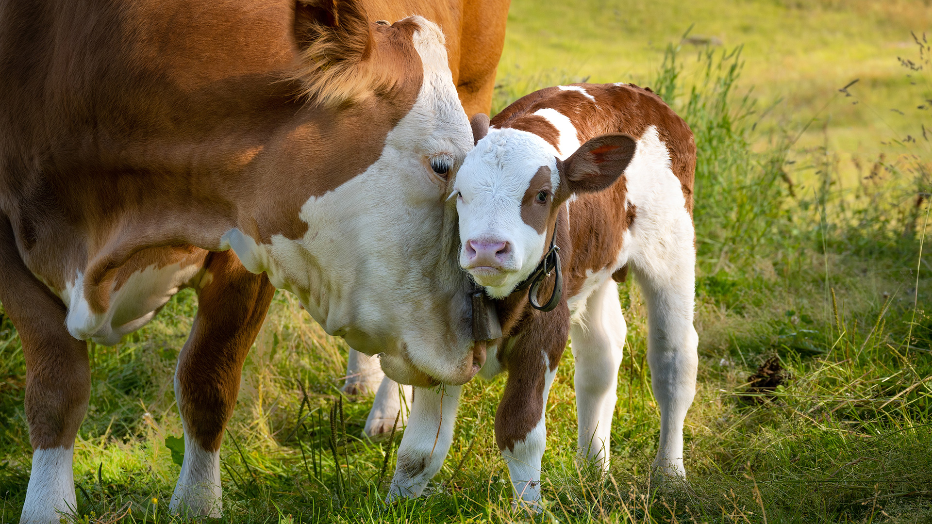 Natura-Veal