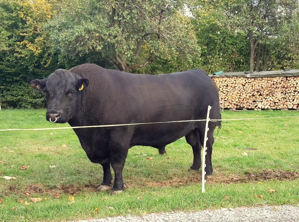 Un toro Angus con un anello al naso dietro la recinzione del pascolo