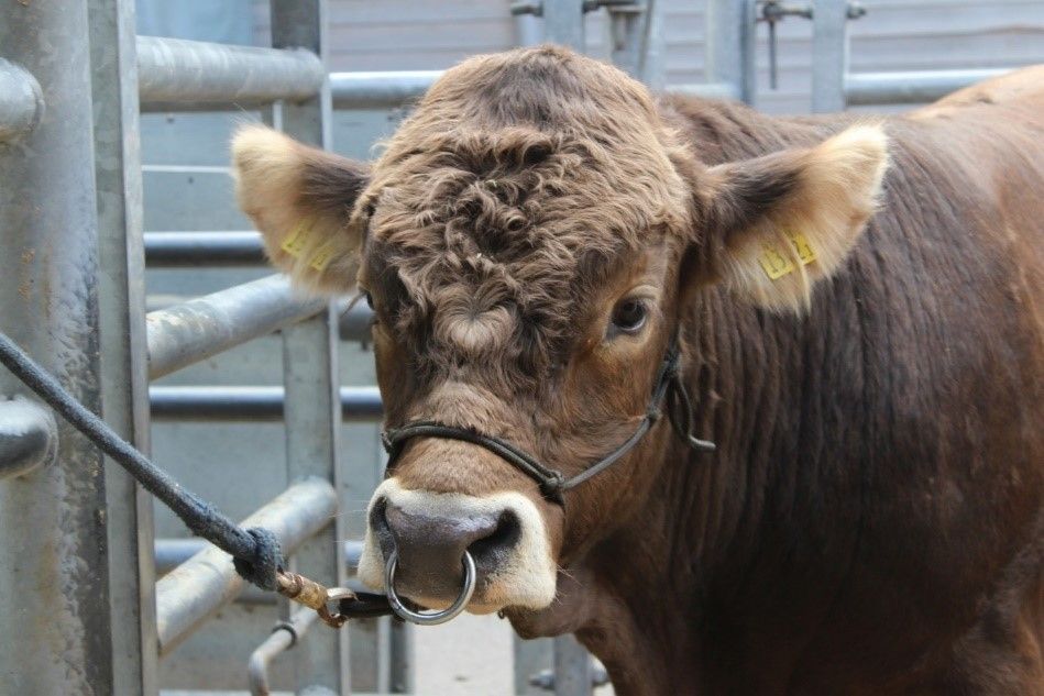 Il toro di razza bruna è legato alla cavezza e guarda nella telecamera