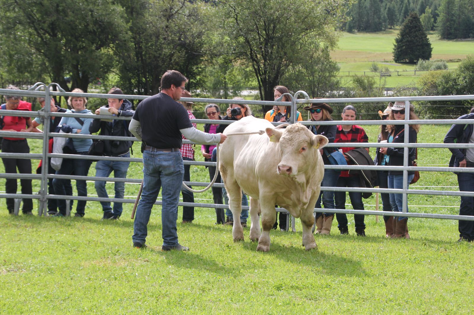 Armon Fliri lavora con un toro Charolais sul ring