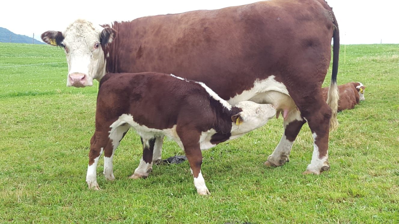 Un vitello Hereford beve dalla mammella della madre al pascolo