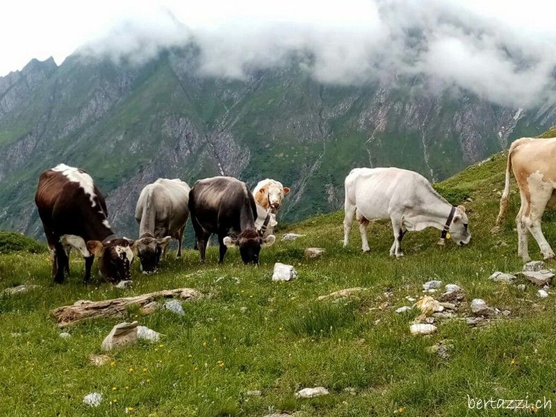Vacche al pascolo su un alpeggio