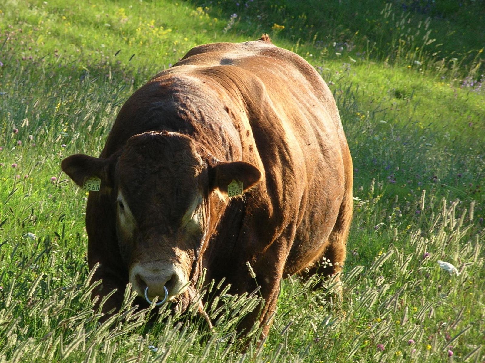 Toro limousin al pascolo