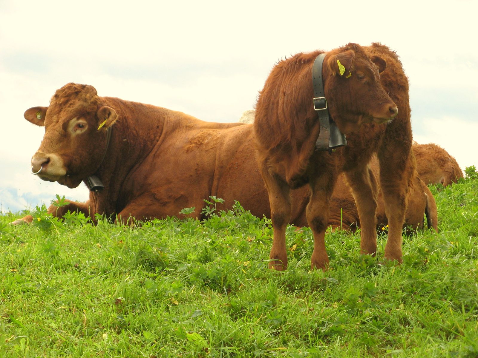 Un toro Limousin è sdraiato in un pascolo, davanti a lui c'è un vitello con una campanella.