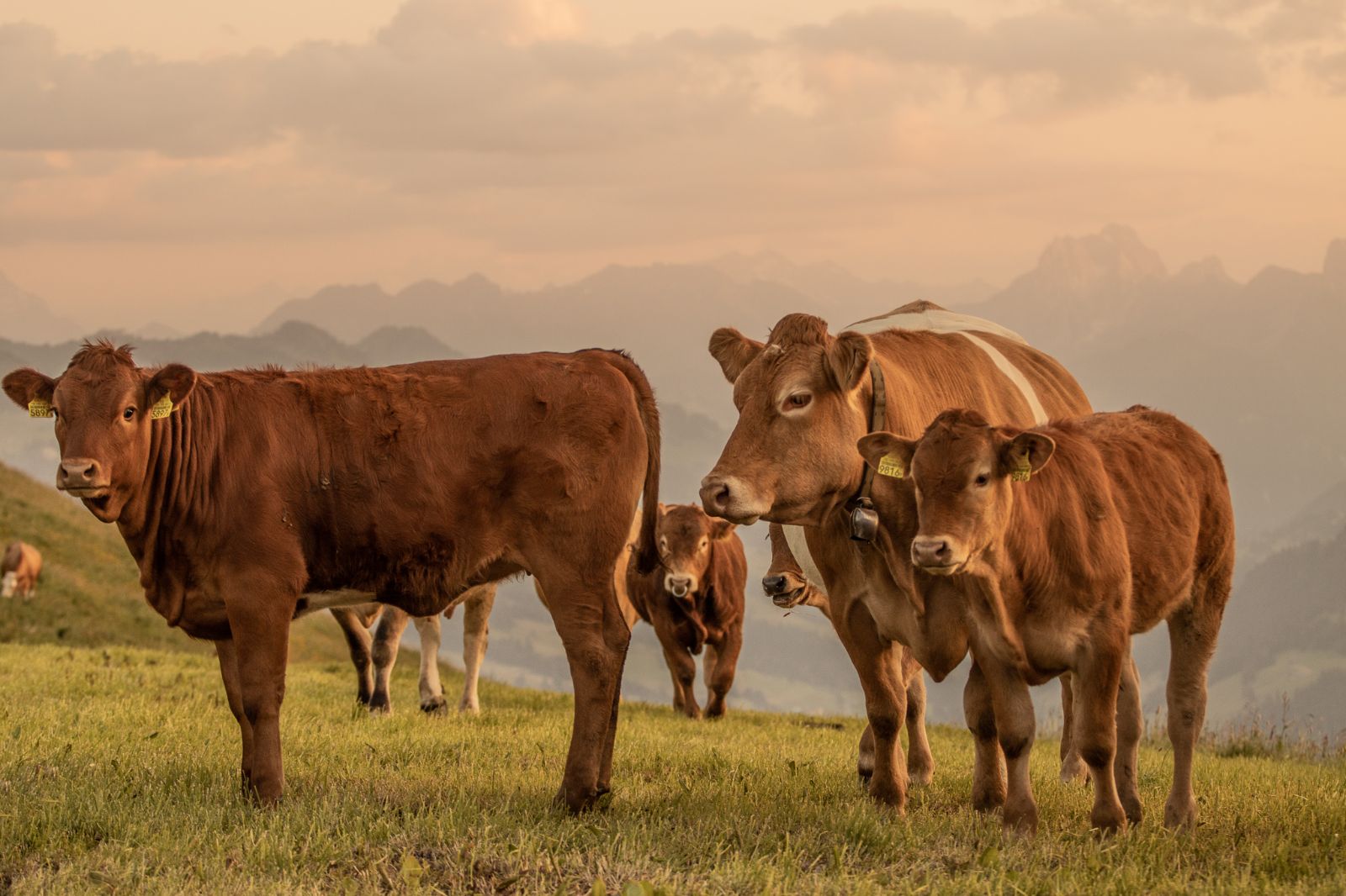 Mucca nutrice, vitello, toro e bestiame su un pascolo, sullo sfondo atmosfera serale con montagne.