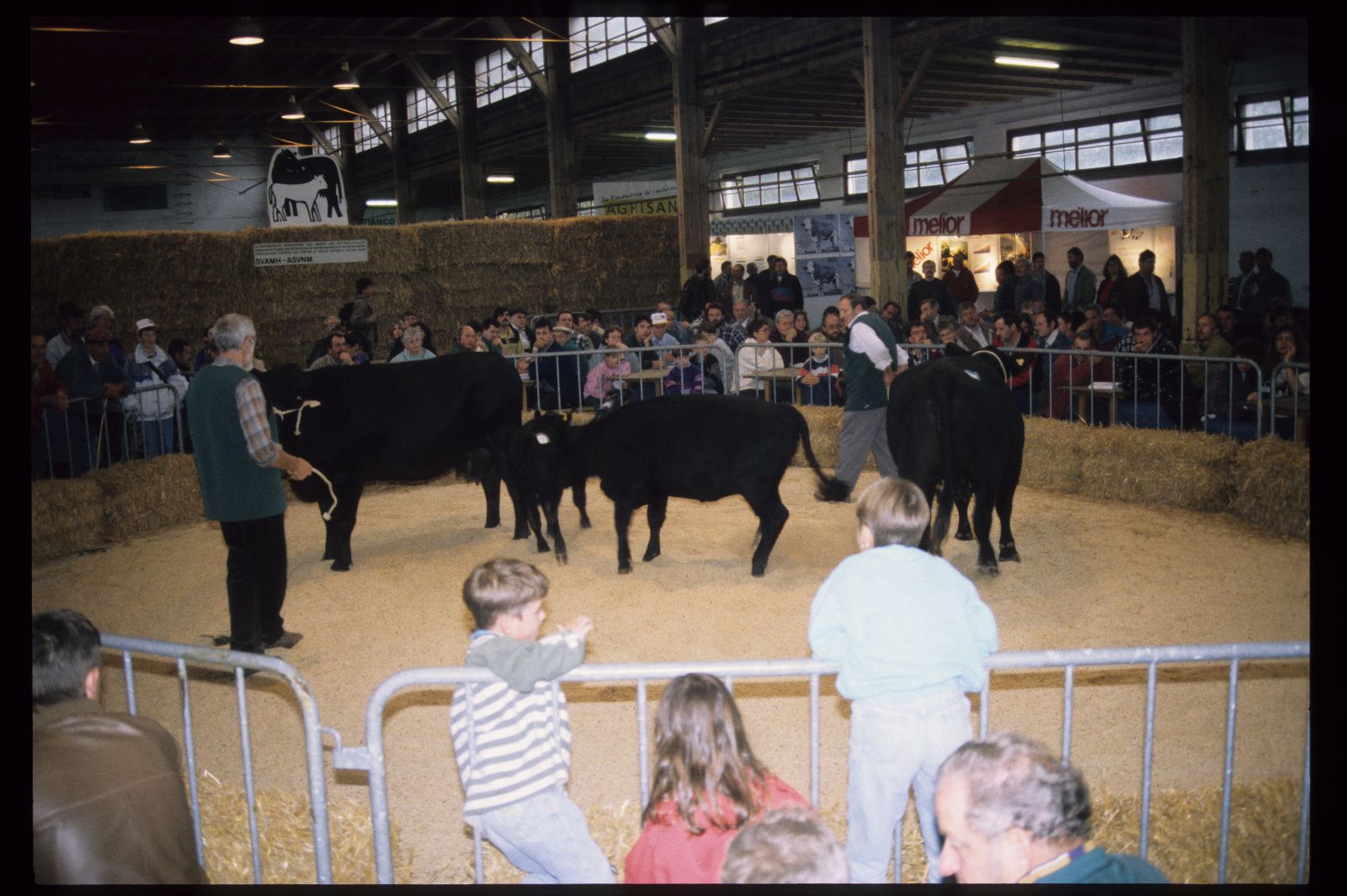 Le mucche e i vitelli vengono presentati sul ring. L'anello è delimitato da balle di paglia e barriere.
