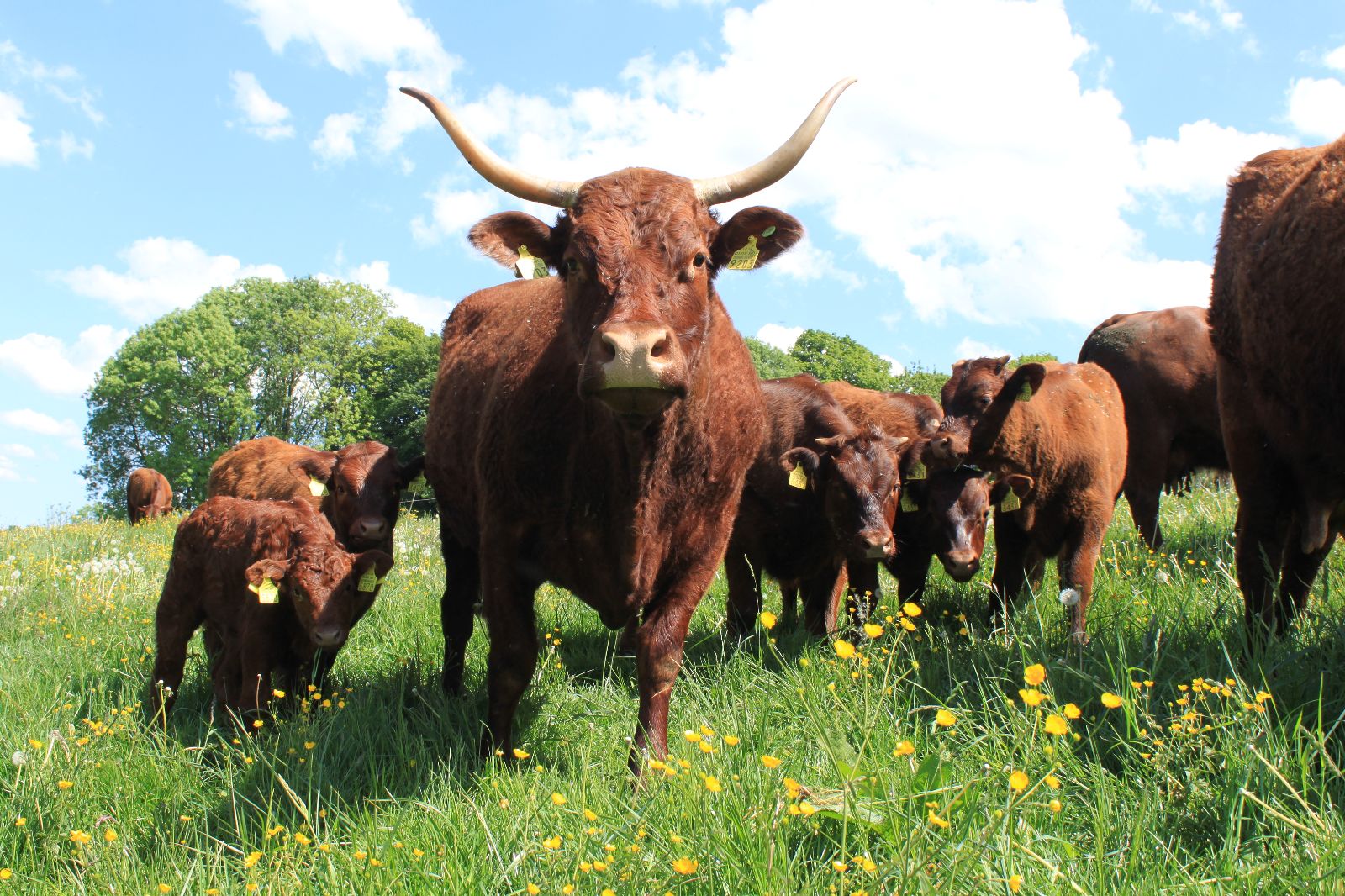 Vacche nutrici con vitelli di razza Salers al pascolo