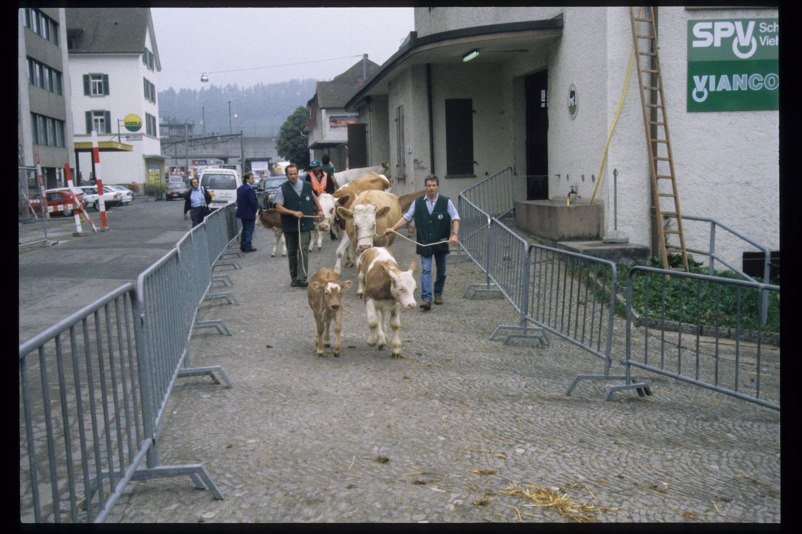 Le mucche Simmental con cavezze e corde vengono condotte attraverso una corsia di barriere nel centro di Windisch, con due vitelli che corrono davanti.